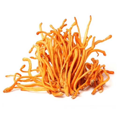 Organic Mushroom Coffee - Wild Brew