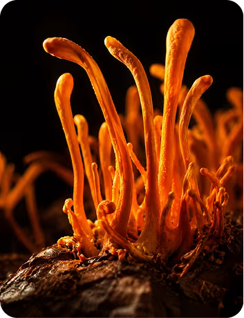 Cordyceps
