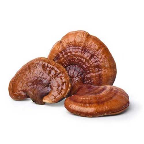 Organic Mushroom Coffee - Wild Brew