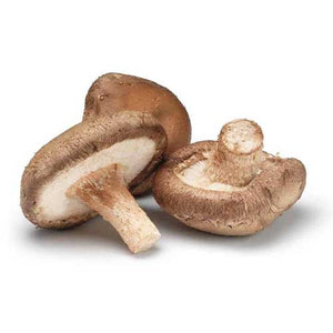 Organic Mushroom Coffee - Wild Brew