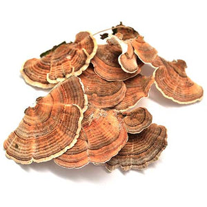Organic Mushroom Coffee - Wild Brew