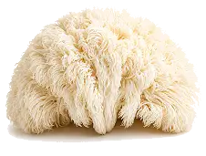 Lion's Mane