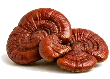 Reishi