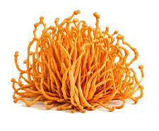 Cordyceps