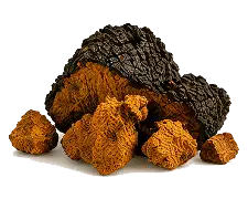 Chaga