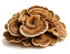 Turkey Tail
