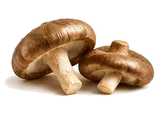 Shiitake