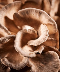 Maitake